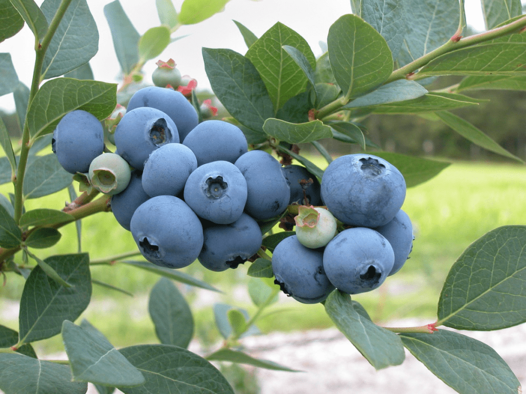 Food Security Food and Agri Network Toowoomba Chamber blueberries