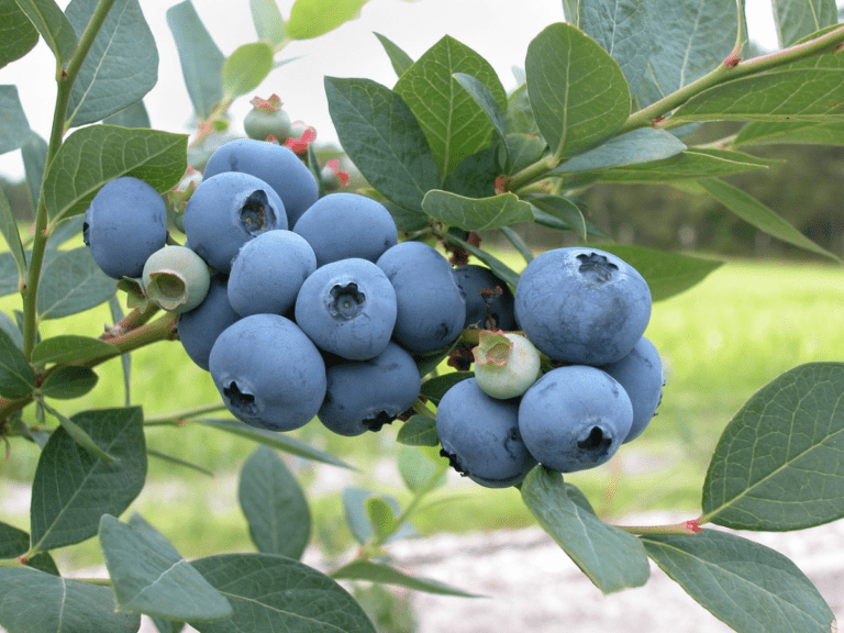 Food Security Food and Agri Network Toowoomba Chamber blueberries