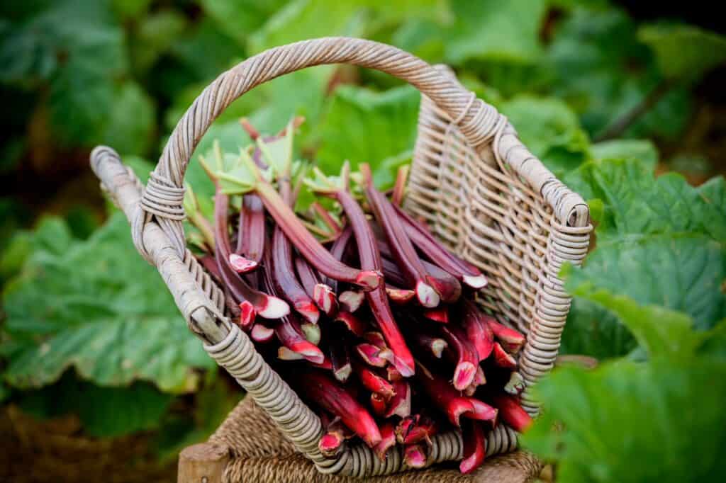 The Toowoomba chamber The Source Hampton rhubarb