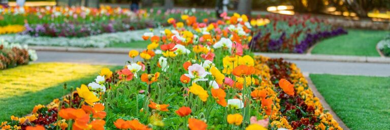 Carnival of Flowers